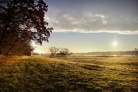 tree on grass field thumbnail