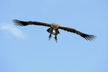 brown eagle flying under blue sky during daytime thumbnail