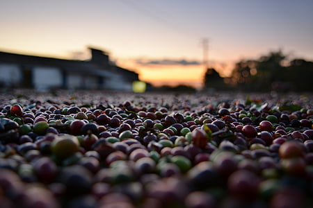 macro shot photography of beans thumbnail