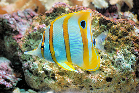 closeup photo of gray and yellow discus fish thumbnail