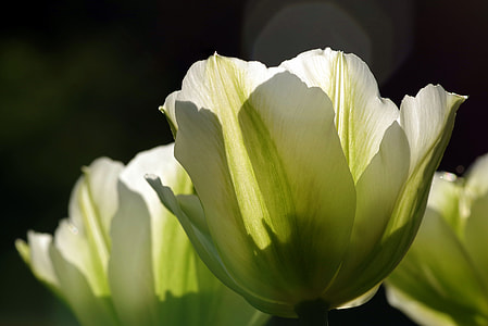 white and green petaled flower thumbnail