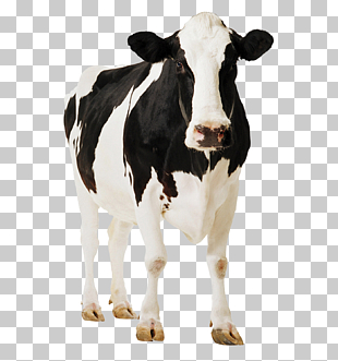 Holstein Friesian cattle Gyr cattle Milk, Positive cows, black and white cattle PNG clipart