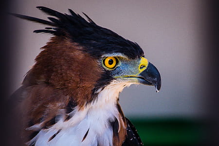 Selective Focus Photo Of Brown And White Eagle thumbnail