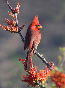selective focus photography of Cardinal bird perched on branch thumbnail