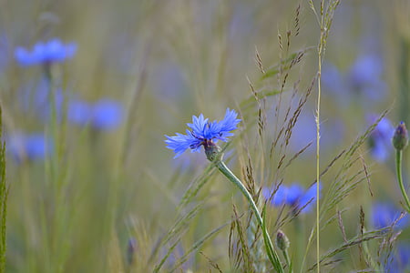 blue cornflowers in bloom at daytime thumbnail