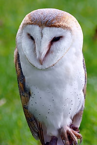 closeup photo of white owl thumbnail
