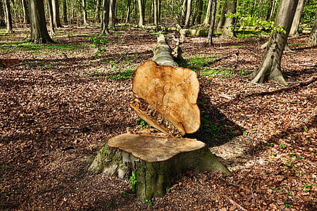 brown tree stump during daytime thumbnail