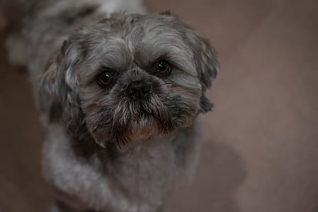 animal, dog, pet, cute thumbnail