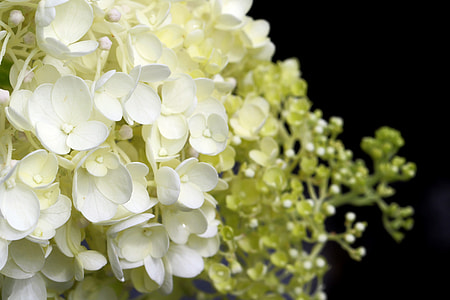 white petaled flowers thumbnail