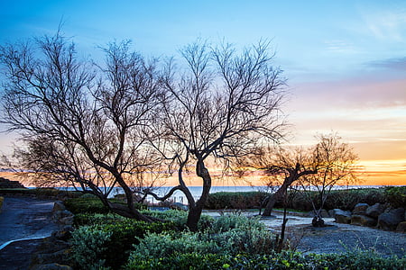 trees near body of water thumbnail
