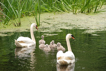 geese and ducklings on water thumbnail