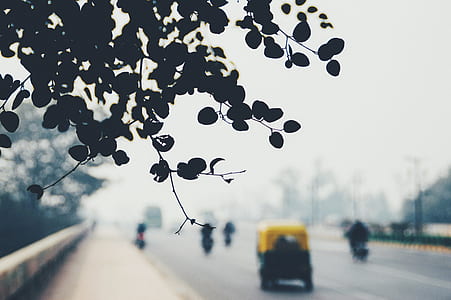 shallowfocus photography of tree and motorcycles thumbnail