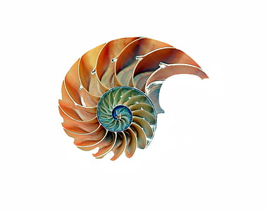 orange and green sea shell illustration thumbnail