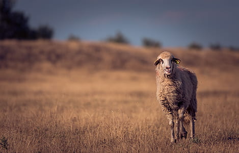 brown sheep thumbnail
