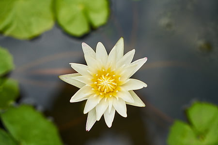 bloomed lotus flower in closed-up photo thumbnail