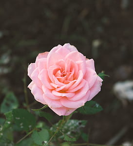 selective focus photography of pink rose in bloom at daytime thumbnail