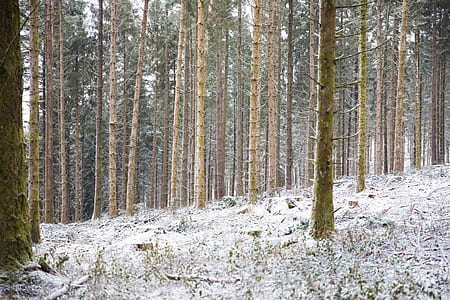 forest covered with snow thumbnail