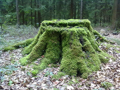 green tree trunk surrounded by trees during daytime thumbnail