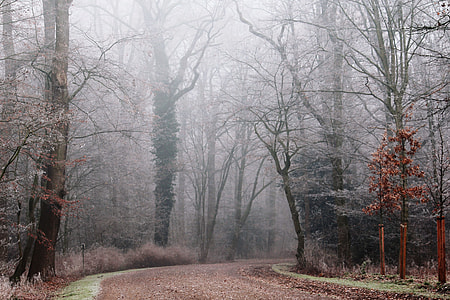 narrow road near bare trees thumbnail