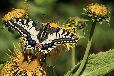 Eastern tiger swallowtail butterfly perching on yellow flower thumbnail