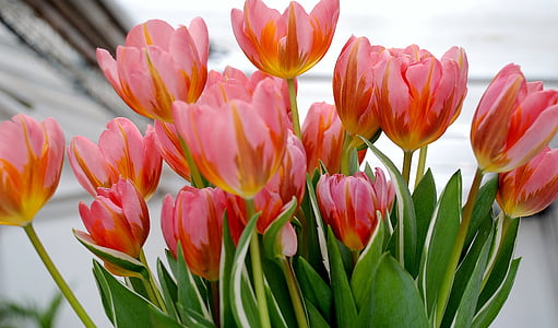 selective focus photo of pink tulips thumbnail