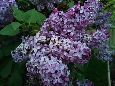 nature, flowers, petals, blur thumbnail
