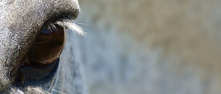 closeup photography of goat's eye thumbnail