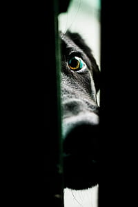 black dog thumbnail
