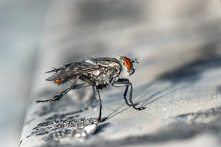 closeup photography of gray housefly on brown board thumbnail