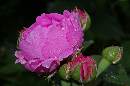 macro shot photography of pink rose thumbnail