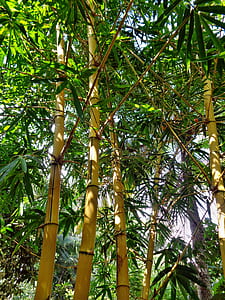 bamboo plant thumbnail