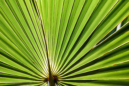 green fan palm thumbnail