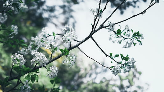 white petaled flower in close-up photography thumbnail