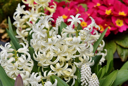 white petaled flowers thumbnail