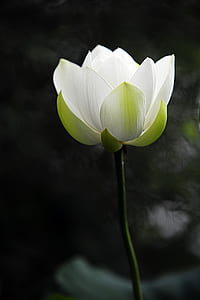 selective focus photography of white and green petaled flower thumbnail