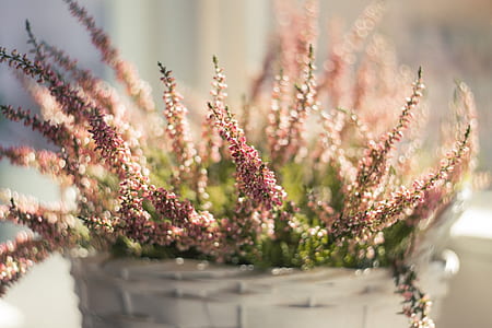 pink petaled flowers on white wicker basket thumbnail