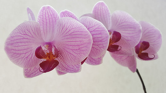 pink orchids thumbnail