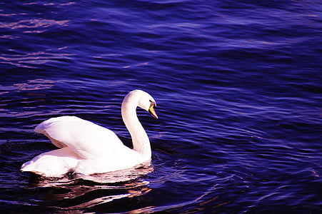 white swan on the body of water thumbnail