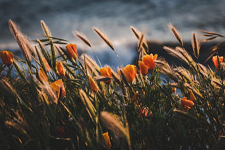 selective-focus photography of orange petaled flowers thumbnail