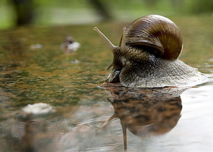 snail on beige and black marble top thumbnail