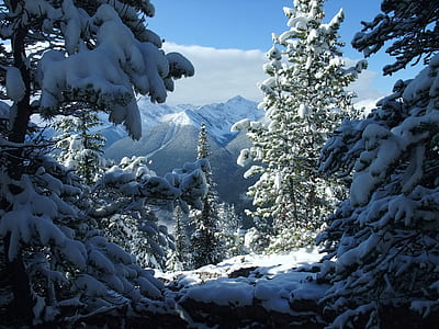 pinetrees with snow during daytime thumbnail