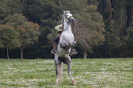 person riding on white horse during daytime thumbnail