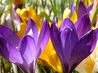yellow and purple crocus flowers thumbnail