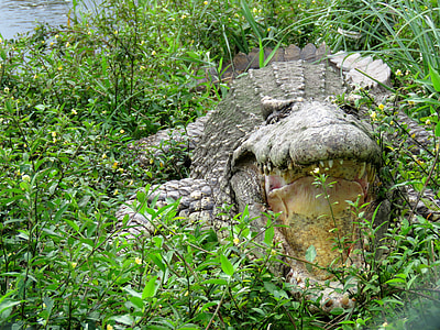 gray crocodile on grass thumbnail