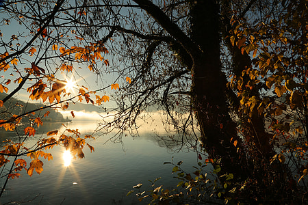 brown tree in front of body of water during daytime thumbnail