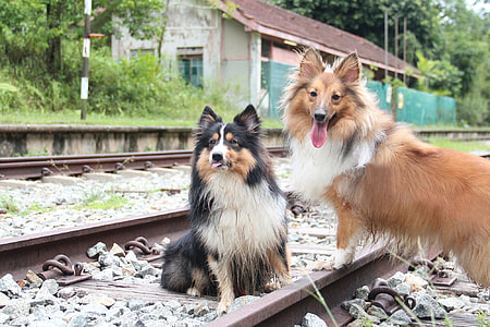 Shetland Sheepdog, Otrain Track thumbnail