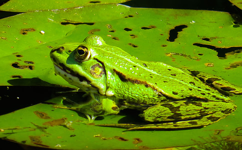 photo of green frog on water lily thumbnail