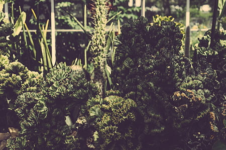 nature, garden, leaves, plants thumbnail