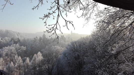 aerial view photography of forest during daytime thumbnail
