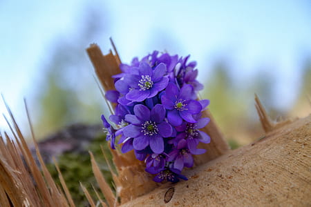 purple flowers thumbnail